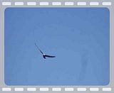 BayUpdate.flv Bay Birds! video by PEACE-FREEDOM