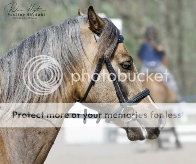 IMAGE(http://i886.photobucket.com/albums/ac65/PaulineHogdahl/_DSC3886.jpg)