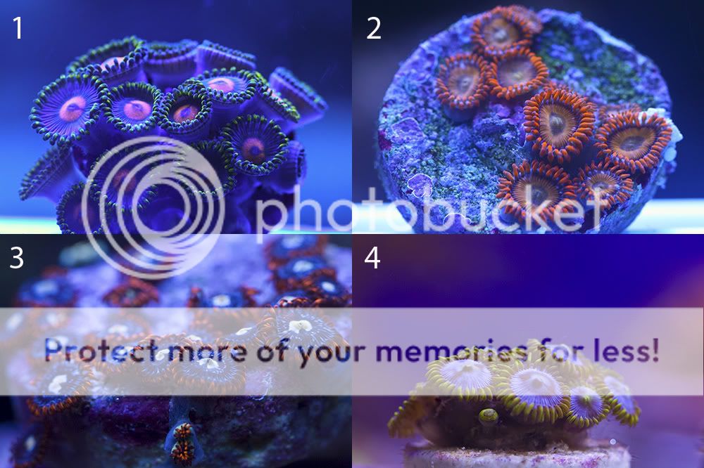Antrochoanal polyp