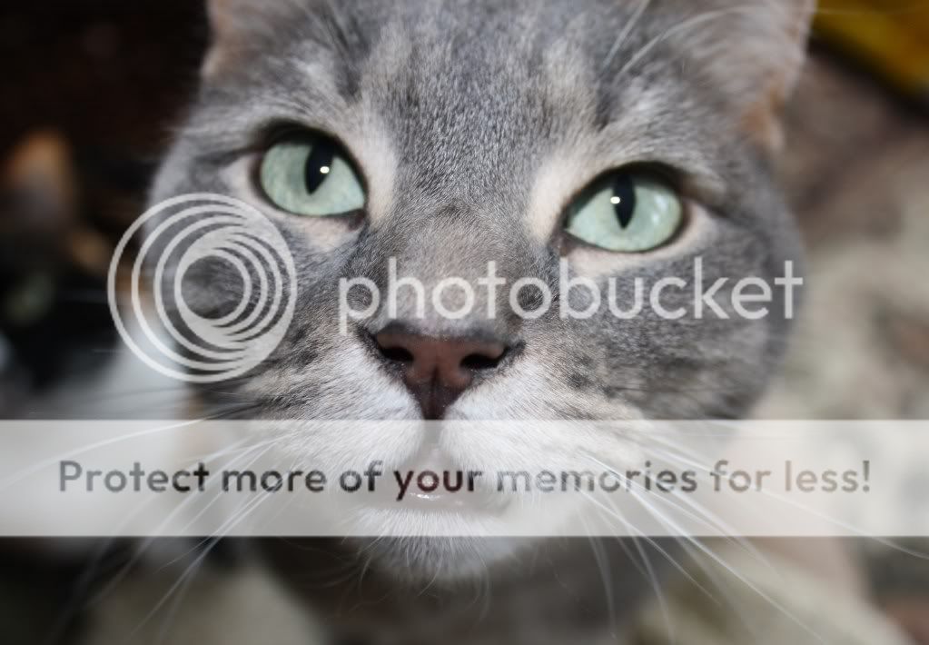 IMAGE: http://i886.photobucket.com/albums/ac69/skeptonya/IMG_0022a.jpg